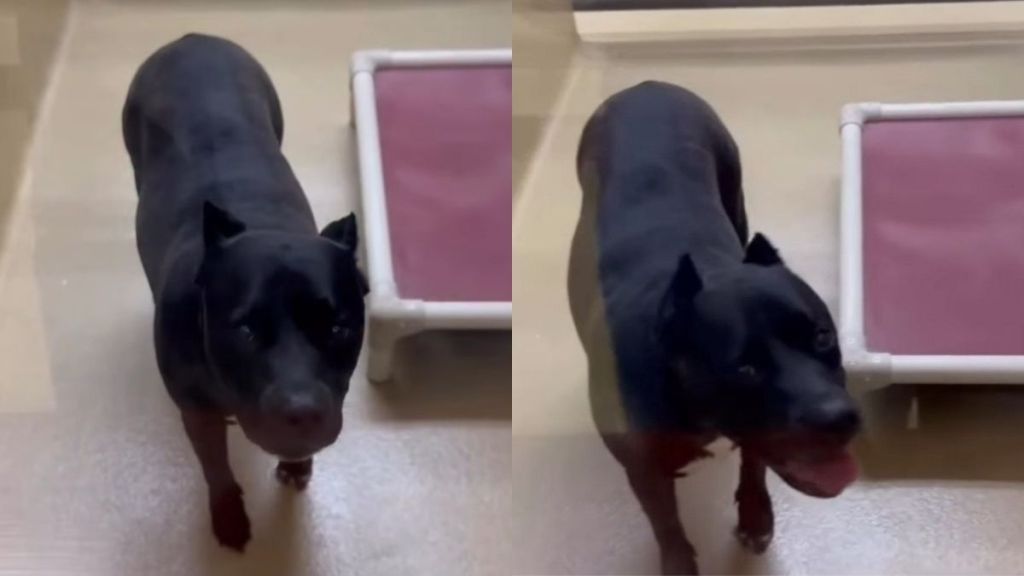 Human Finds Shelter Dog Crying Inside Kennel, Desperate for Someone To Hear Her