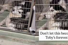 Shelter Dog Adjusts to Life in a Tiny Kennel, but That Doesn’t Make It the Forever He Deserves