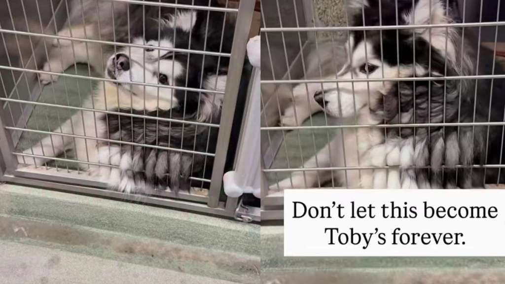 Shelter Dog Adjusts to Life in a Tiny Kennel, but That Doesn’t Make It the Forever He Deserves