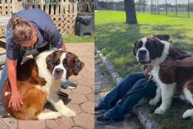 Shelter Dog Ends up in a Kennel Wondering Where His Family Went, Then the Unthinkable Happens