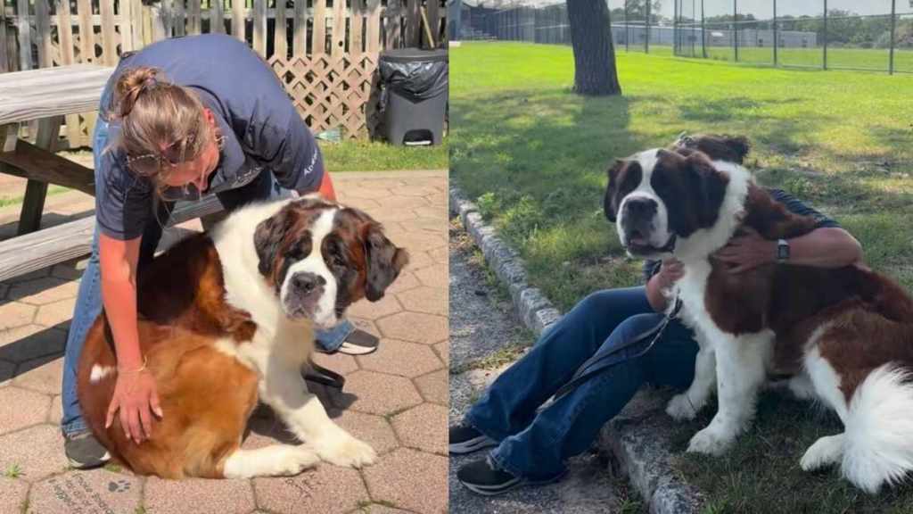 Shelter Dog Ends up in a Kennel Wondering Where His Family Went, Then the Unthinkable Happens