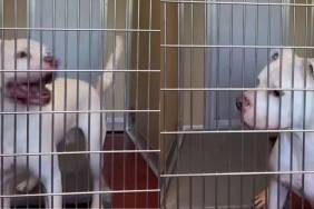 Shelter Dog’s Calls for Help From Kennel Go Unnoticed, Leaving Him Feeling Defeated