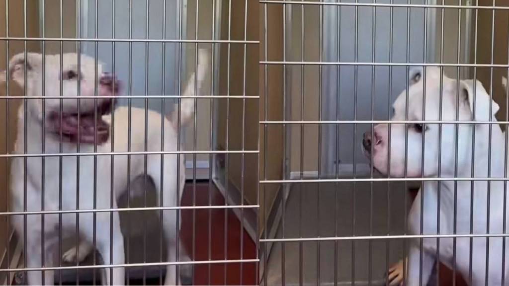Shelter Dog’s Calls for Help From Kennel Go Unnoticed, Leaving Him Feeling Defeated