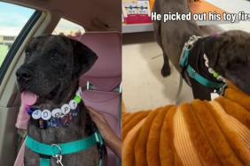 Shelter Dog Gets His First Taste of Freedom, Thanks to a Human He’s Never Even Met