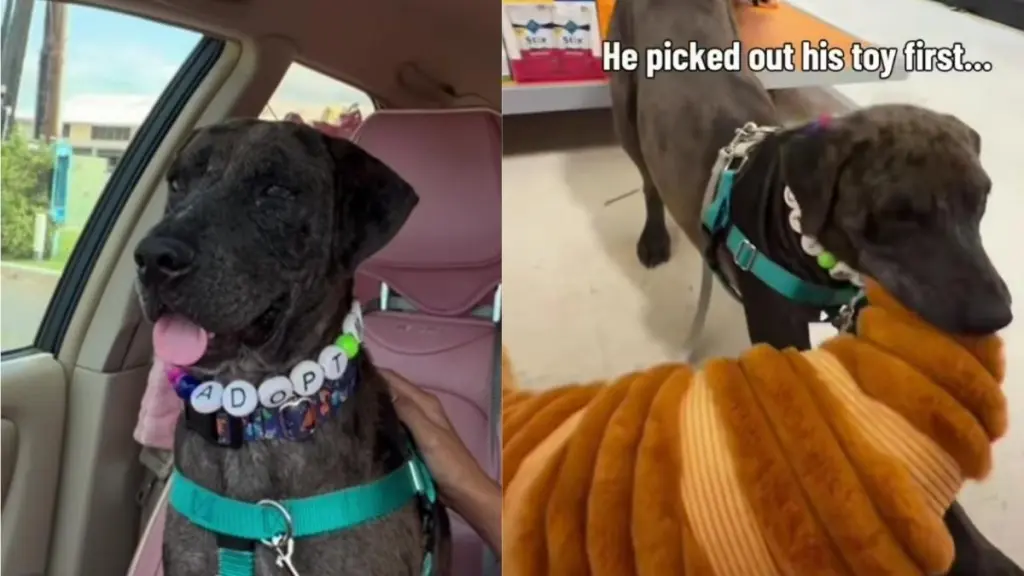 Shelter Dog Gets His First Taste of Freedom, Thanks to a Human He’s Never Even Met