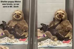 ‘Lonely’ Shelter Pup Finds Comfort in the Only Companion She Has, Until the Unthinkable Happens