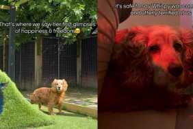 Shelter Dog Was Found Curled up in a Corner Until Humans Decided To Rewrite Her Story