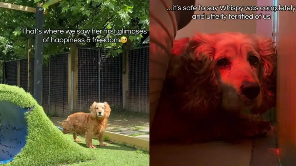 Shelter Dog Was Found Curled up in a Corner Until Humans Decided To Rewrite Her Story
