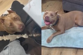 Shelter Dog Almost Didn’t Make It Out Until a Rescue Stepped in To Give Him What He Longed For