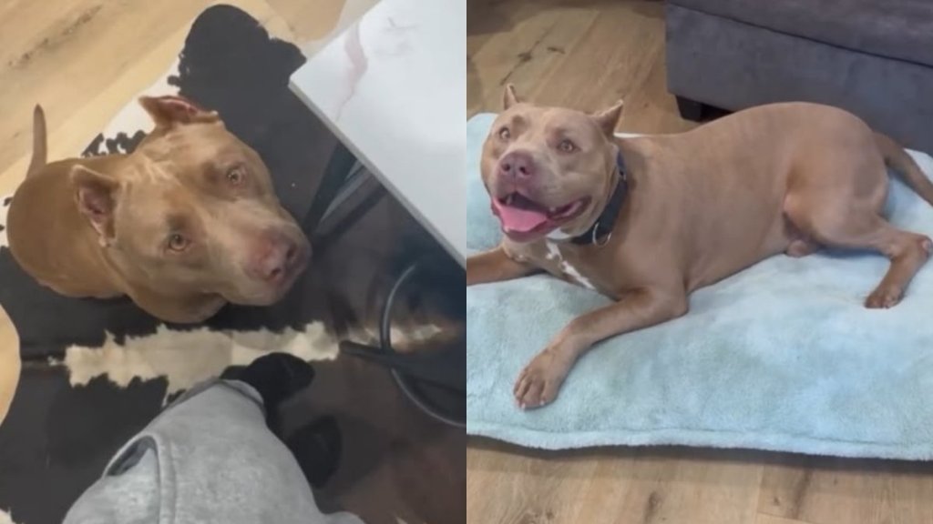 Shelter Dog Almost Didn’t Make It Out Until a Rescue Stepped in To Give Him What He Longed For