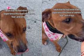 Shelter Dog Desperately Begs To Be Free Until a Heartbreaking Reality Sinks In