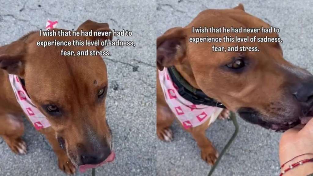 Shelter Dog Desperately Begs To Be Free Until a Heartbreaking Reality Sinks In