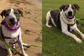 Shelter Dog Waiting for Over Two Years Doesn’t Ask Human for Much, Just Time & Patience