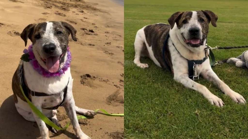Shelter Dog Waiting for Over Two Years Doesn’t Ask Human for Much, Just Time & Patience