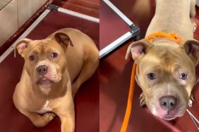 Human Meets Shelter Dog With the Saddest Eyes, Completely Unprepared for What’s To Come Next