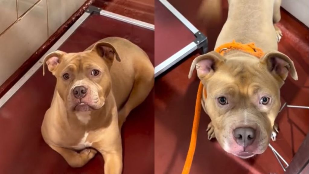 Human Meets Shelter Dog With the Saddest Eyes, Completely Unprepared for What’s To Come Next