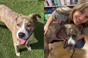 Human Rescues Shelter Dog, Only for a Cruel Twist To Change Everything