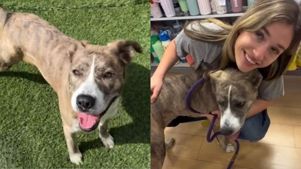 Human Rescues Shelter Dog, Only for a Cruel Twist To Change Everything