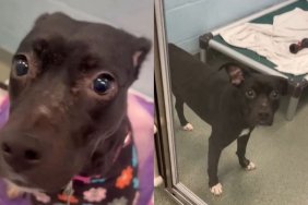 Shelter Dog Once Tried To Disappear Until a Human’s Act of Kindness Changes Her for the Better