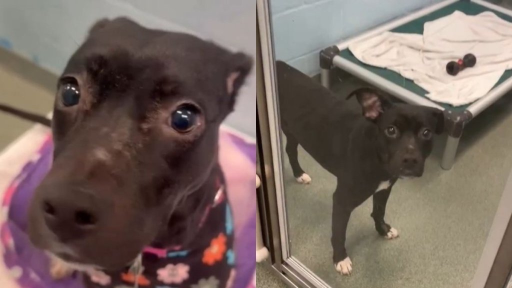 Shelter Dog Once Tried To Disappear Until a Human’s Act of Kindness Changes Her for the Better