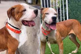 Shelter Dog Was ‘Discarded Like Trash’ Until a Human Saw Him for What He’s Worth