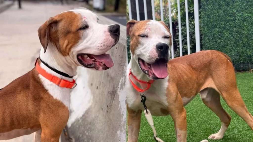 Shelter Dog Was ‘Discarded Like Trash’ Until a Human Saw Him for What He’s Worth