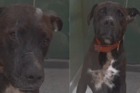 Shelter Dog Turns His Back Away From People Failing To Notice Him
