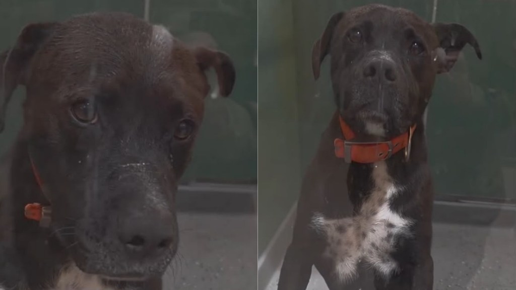 Shelter Dog Turns His Back Away From People Failing To Notice Him