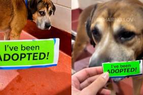 Shelter Dog Spent His Days Howling & Crying, Unaware That His Whole Life Was About To Change