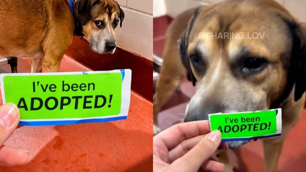 Shelter Dog Spent His Days Howling & Crying, Unaware That His Whole Life Was About To Change