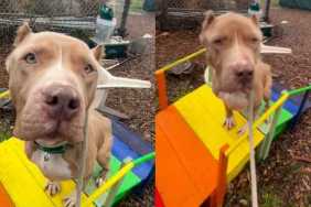 'Starved' Shelter Dog Arrived With Ribs Showing, But Is Finally Ready To Let Go of Her Past