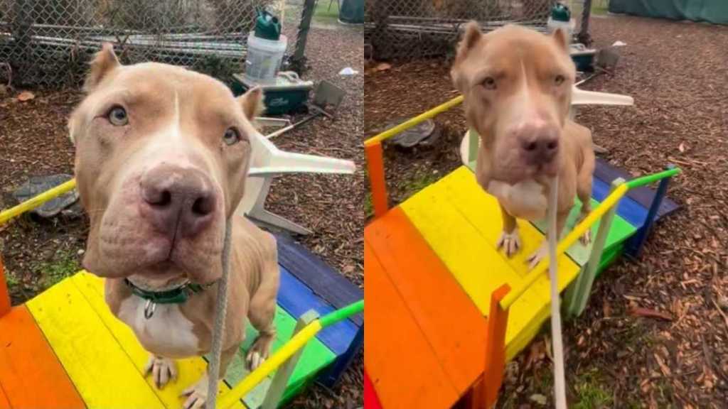 'Starved' Shelter Dog Arrived With Ribs Showing, But Is Finally Ready To Let Go of Her Past