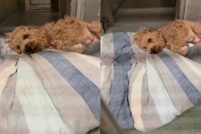 Shelter Dog Arrived as a ‘Neglected’ Stray, Until a Little Love Gave Him Hope for a Fresh Start
