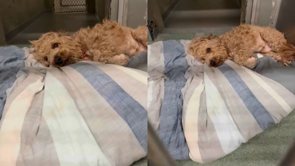 Shelter Dog Arrived as a ‘Neglected’ Stray, Until a Little Love Gave Him Hope for a Fresh Start