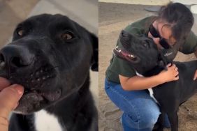 Shelter Dog Left With Only Days To Live Still Has a Lot More Love To Give