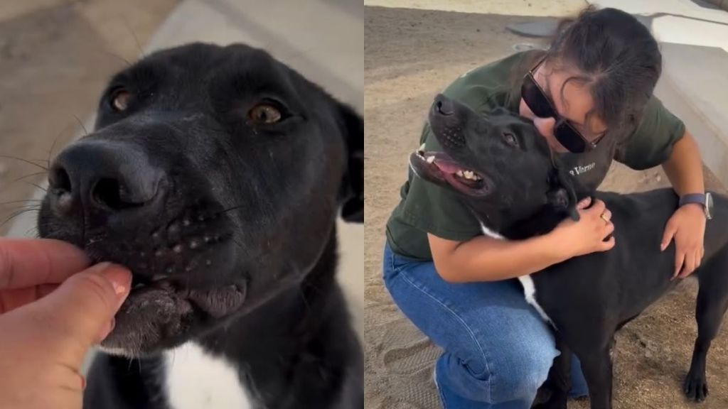 Shelter Dog Left With Only Days To Live Still Has a Lot More Love To Give