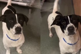 Shelter Dog’s Happy Tail Wags & Wide Smile Prove He’s Your Next ‘Picture-Perfect Best Friend'