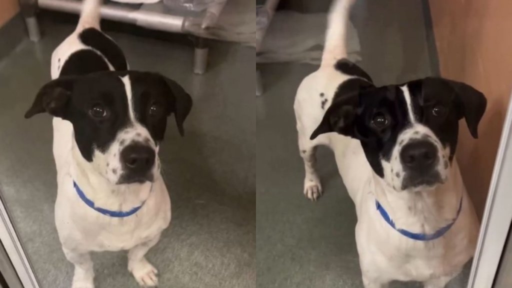 Shelter Dog’s Happy Tail Wags & Wide Smile Prove He’s Your Next ‘Picture-Perfect Best Friend'