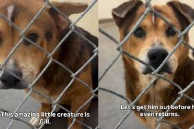 Shelter Dog Is ‘36 Pounds of Cuteness,’ Yet Faces the Unthinkable Over Something He Can’t Control