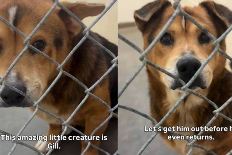 Shelter Dog Is ‘36 Pounds of Cuteness,’ Yet Faces the Unthinkable Over Something He Can’t Control