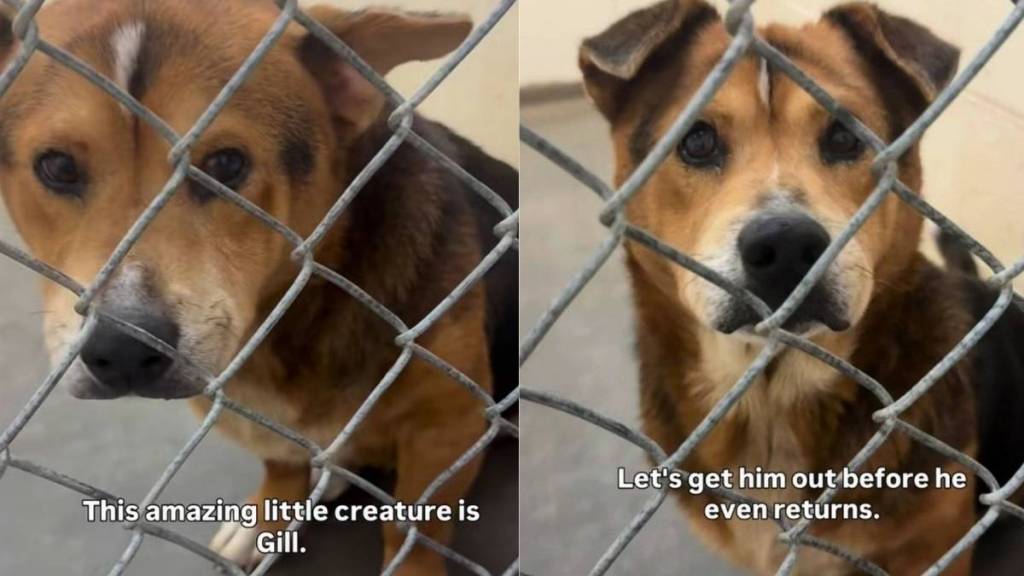 Shelter Dog Is ‘36 Pounds of Cuteness,’ Yet Faces the Unthinkable Over Something He Can’t Control