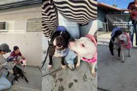 Shelter Dogs Have Already Lost Their Family, but Now They Risk Losing Each Other as Well