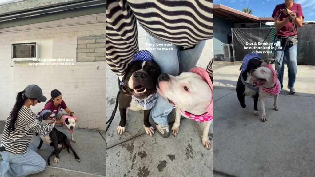 Shelter Dogs Have Already Lost Their Family, but Now They Risk Losing Each Other as Well
