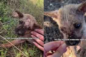 Human Becomes the Reason Tiny Rescue Puppy All Alone on the Roadside Lives To See Another Day