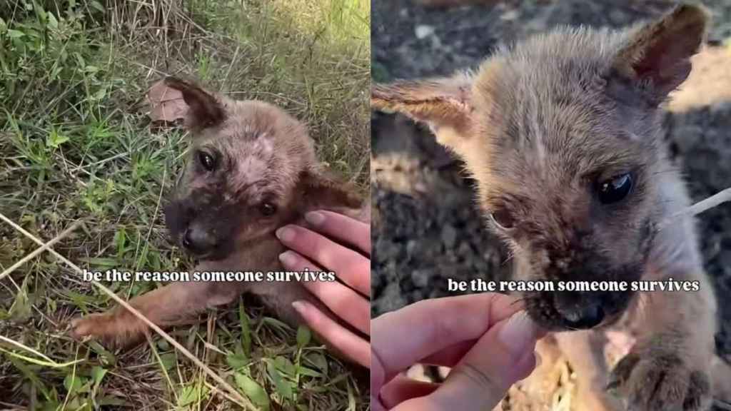 Human Becomes the Reason Tiny Rescue Puppy All Alone on the Roadside Lives To See Another Day
