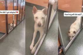 Shelter Dog's Eyes Give Away Her Heartbreaking Story When Human Visits Her