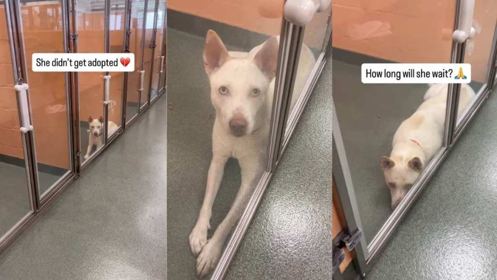 Shelter Dog's Eyes Give Away Her Heartbreaking Story When Human Visits Her