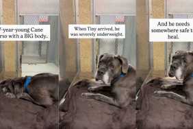 Shelter Dog May Have a Big Body, but He Has an Even ‘Bigger Soft Side’ That Very Few Get To See