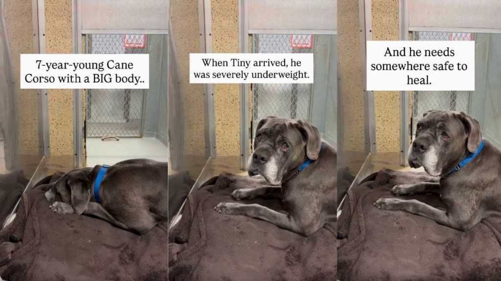 Shelter Dog May Have a Big Body, but He Has an Even ‘Bigger Soft Side’ That Very Few Get To See