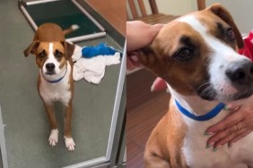 Shelter Dog Returned for Being Too ‘Energetic & Affectionate’ Desperately Waits for His Rightful Home